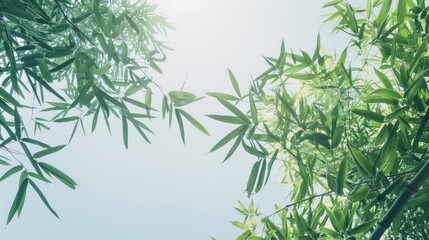 Obraz premium Fresh green bamboo trees blending with a clear sky
