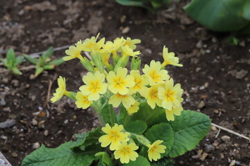 日本の春の公園に咲く黄色いプリムラジュリアンの花