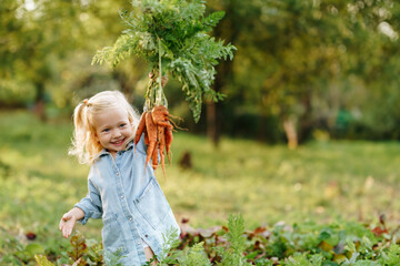 happy blond child girl picking fresh home growth carrot harvest from own garden. Seasonal autumn...