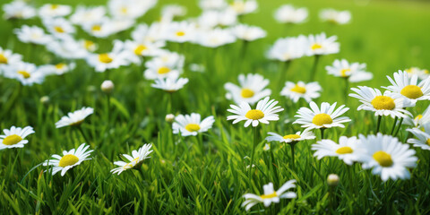 Fototapeta premium Field Of White Daisies Blooming In Lush Green Grass. Wild Daisies In Full Bloom. Generative AI
