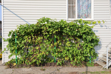 Courtyard vineyard bed against the wall of house, ripe grape berries, Film grain effect
