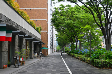 Fototapeta premium 紫陽花やケヤキ街路樹が美しい京都市御池通