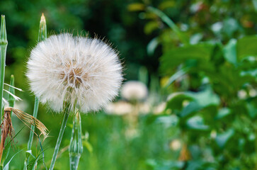 Large ball of Tragopogon dubius on lawn on green background