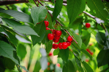 Red ripe cherries on branches among green leaves in garden. Harvest berries in summer