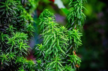 Green branches of fastigiata berry yew leaves. Background of leaves