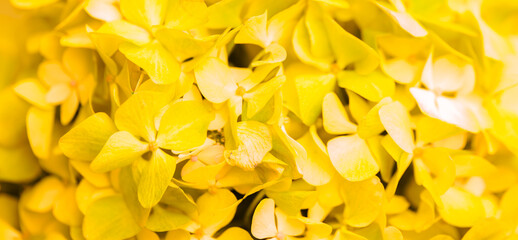 Obraz premium Yellow flowers close-up. Bouquet of colorful flowers. City flower beds, a beautiful and well-kept garden with flowering shrubs.