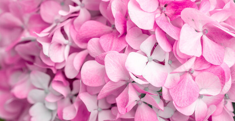 Pink flowers close up. Bouquet of purple flowers. City flower beds, a beautiful and well-groomed garden with flowering bushes.