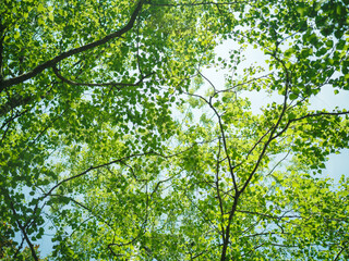 Birch tree spring leaves on sunlight background
