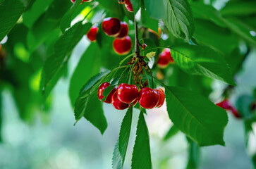 Red ripe cherries on branches among green leaves in garden. Harvest berries in summer