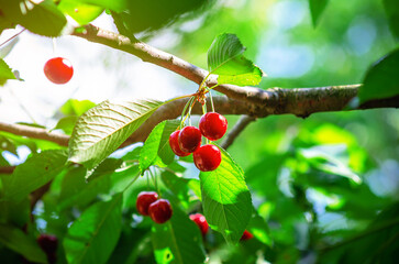 Ripe cherry berries in garden among green leaves. Berry harvest in summer garden