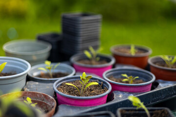 Growing tomato seedlings in different plastic reusable pots. Planting vegetables. Growing food near home. Planting and gardening concept.