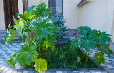 A large leafy plant in the yard