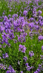 Flowers of beautiful blooming lavender, close-up