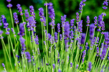 Blue lavender flowers close-up with bokeh on plantation