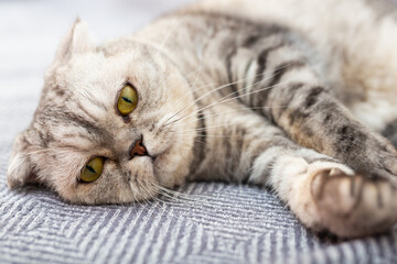 Gray scottish fold posing on gray couch