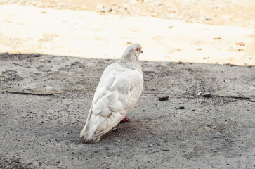 White city pigeon on ground
