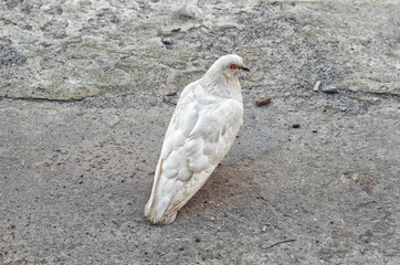 White city pigeon on ground