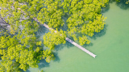 Walking bridge in the mangrove forest of Ranong Province, southern Thailand, Asia