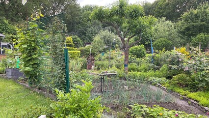 wasser, sprengen, gießen, wasserstrahl, wasserverschwendung, baum, natur, garden, kleingarten,...