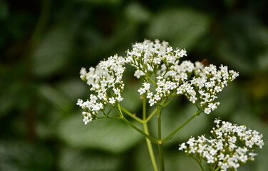 Kozłek lekarski, waleriana, białe kwiaty waleriany, kwitnąca waleriana, kwitnący kozłek, Valeriana officinalis, 