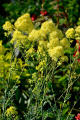 Rutewka żółta, Thalictrum flavum, kwitnąca rutewka,  meadow-rue, poor man's rhubarb, yellow meadow-rue,