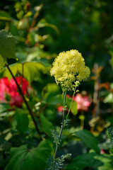 Rutewka żółta, Thalictrum flavum, kwitnąca rutewka,  meadow-rue, poor man's rhubarb, yellow meadow-rue,