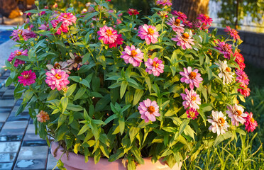 All kinds of colorful flowers in the yard