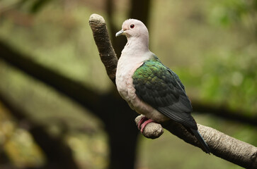 The Common Emeral Dove is also known as Emerald Dove, Asian Emerald Dove or Grey-Capped Emerald...
