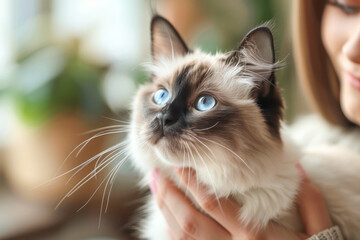 Blue-Eyed Cat with Loving Owner. A close-up of a blue-eyed cat being gently held by its loving owner, capturing a moment of affection and tenderness.