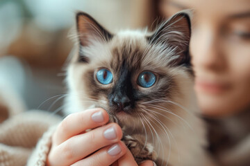 Blue-Eyed Cat with Loving Owner. A close-up of a blue-eyed cat being gently held by its loving owner, capturing a moment of affection and tenderness.