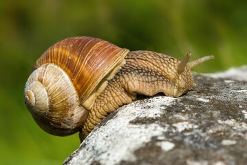 Helix pomatia, common names the Roman snail, Burgundy snail, edible snail, or escargot - perfect macro details
