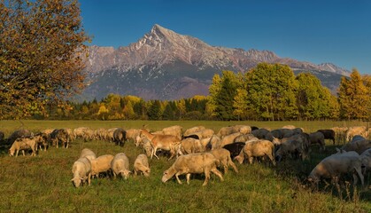 Sheep and goat herd pastures fresh grass on mountain meadow surrounded by trees in forest under...