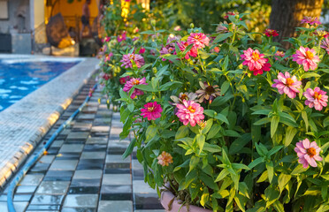 All kinds of colorful flowers in the yard