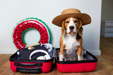 A beagle dog in a straw hat sits in a suitcase with things and a floating inflatable circle for a...
