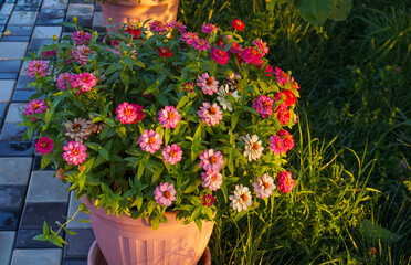 All kinds of colorful flowers in the yard