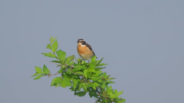 Whinchat.  Songbird of the flycatcher family. Sits on a branch. Close-up. Wild nature.