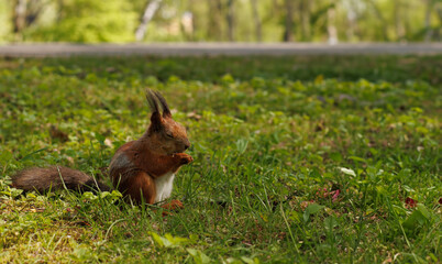 squirrel sitting on the ground begging for food. High quality photo