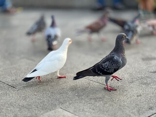 Beautiful dove