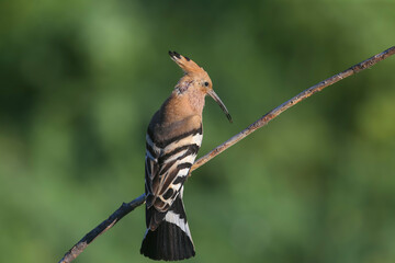 Single and pair of The Eurasian hoopoe (Upupa epops) shot close up against blurred background in soft morning light sitting on a branch in natural habitat