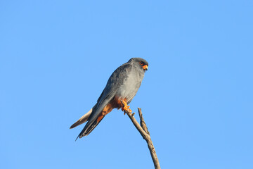 A male red-footed falcon (Falco vespertinus) sit side by side on a branch of a tall honey locust against a bright blue sky