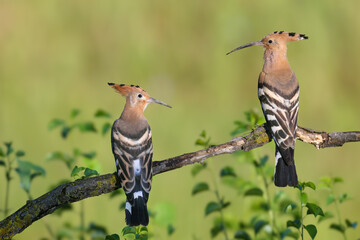 Naklejka premium Single and pair of The Eurasian hoopoe (Upupa epops) shot close up against blurred background in soft morning light sitting on a branch in natural habitat