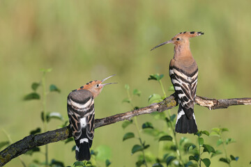 Single and pair of The Eurasian hoopoe (Upupa epops) shot close up against blurred background in soft morning light sitting on a branch in natural habitat