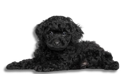 cute poodle black puppy dog sleeping on white background