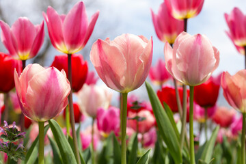 Beautiful tulip flower garden. The Expo 70 Commemorative Park, Osaka, Japan