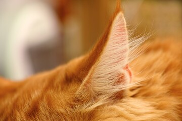 A close-up shot of a ginger cat ear.