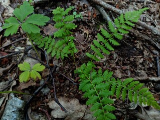 Background with a young beautiful rich green fern bush on the background of the forest floor covered with fallen oak leaves. Beautiful forest backgrounds and textures while walking.