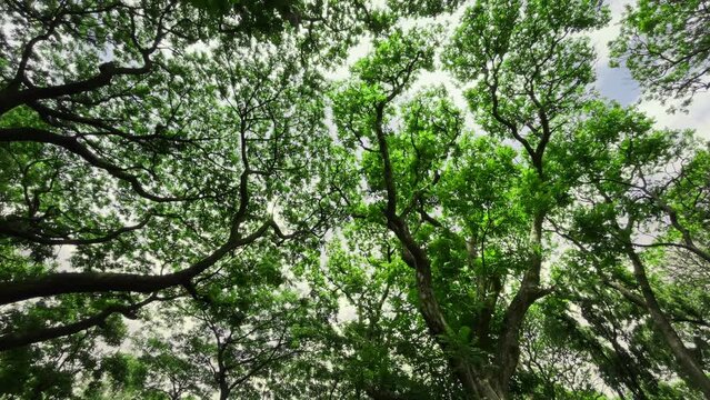Sri Chamarajendra Park (Cubbon Park), Bangalore, Karnataka, India