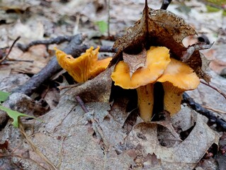 Bright orange chanterelles sprout through the forest floor from a thick layer of fallen oak leaves. Collecting mushrooms in the summer and the variety of species of the mushroom kingdom.