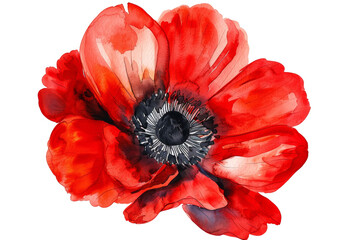 Beautiful watercolor painting of a red poppy flower with intricate details and vibrant colors. Perfect for floral art and home decor enthusiasts.