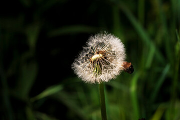 dandelion seed head